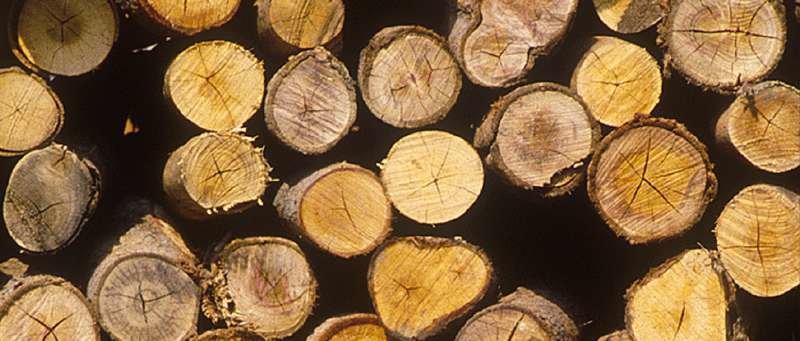 Motosierra A Batería Einhell Ge-Lc 18 Li Solo (Rojo/Negro, Sin Batería Ni Cargador)