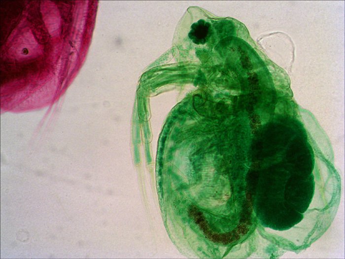 EAN 0611901511085 - Levenhuk N38 NG Vidrio Portaobjetos de microscopio imagen 5