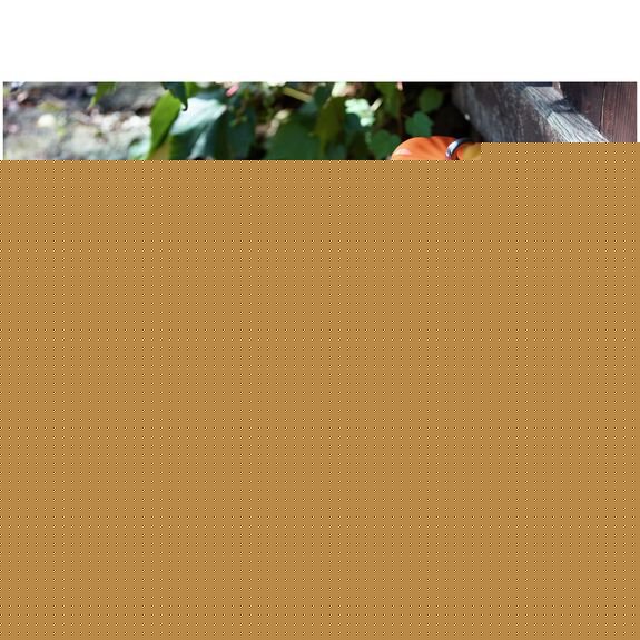 Zwilling 40511-555 0,501 L Redondo Ondulado Cerámico Ramekin