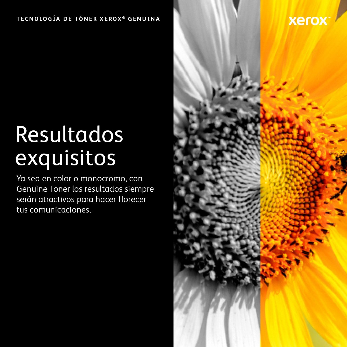 EAN 0095205865554 - Xerox 106R03876 cartucho de tóner 1 pieza(s) Original imagen 7