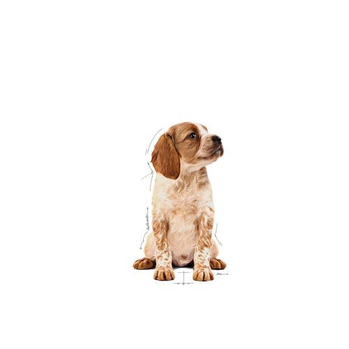 EAN 9003579008324 - Royal Canin Medium Puppy Carnes Cachorro 140 g imagen 3