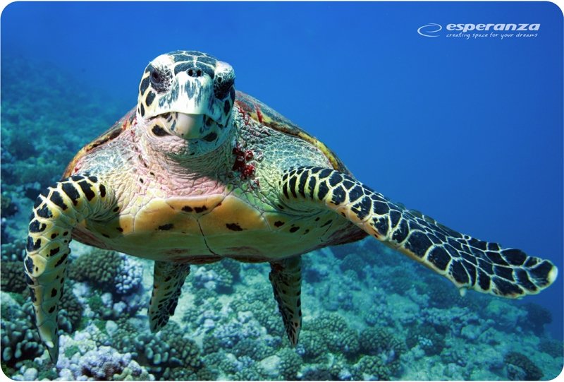 EAN 5901299901984 - Esperanza EA133 alfombrilla para ratón Multicolor imagen 7