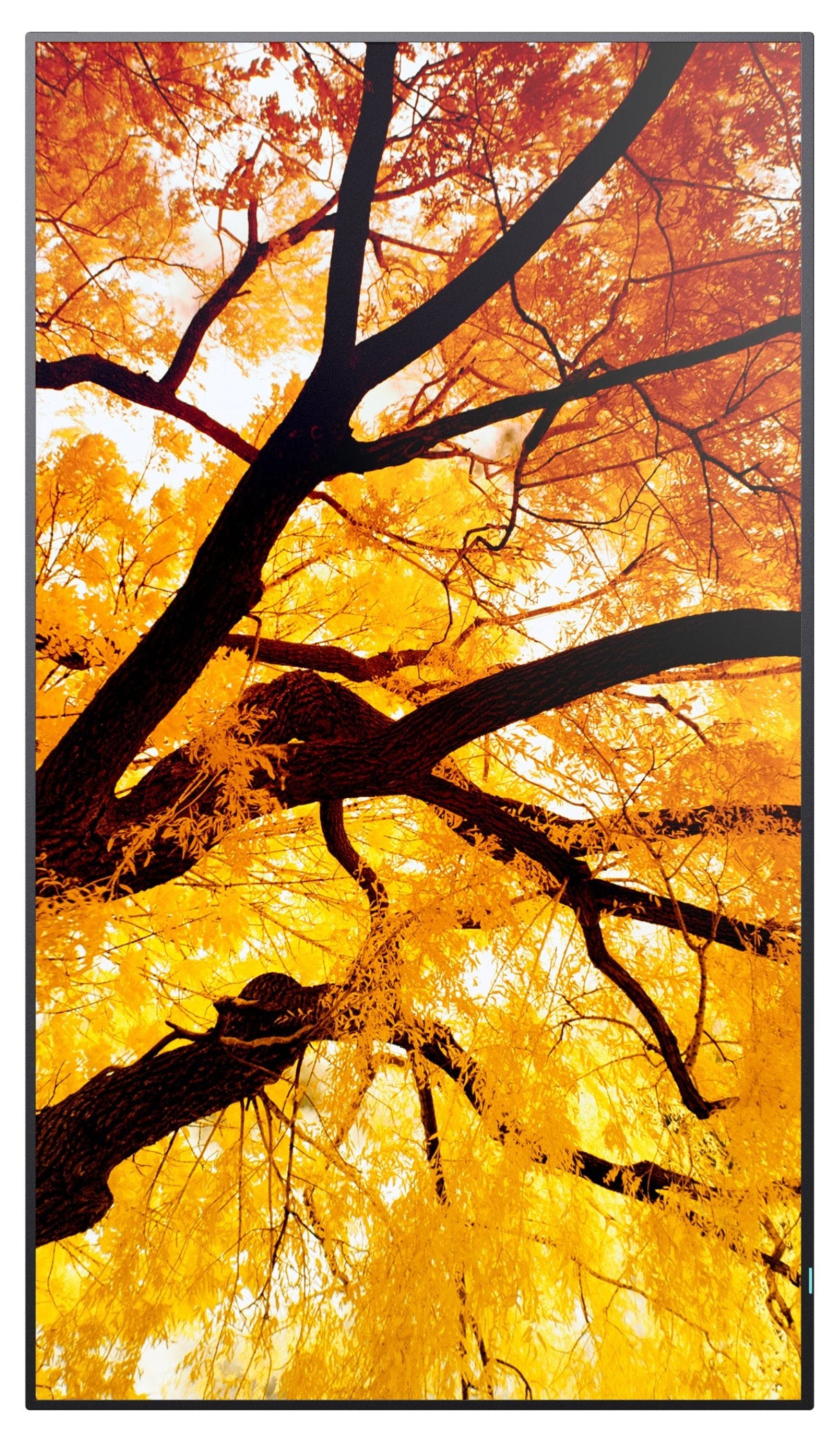 Sharp Multisync M552 Pantalla Plana Para Señalización Digital 139,7 Cm (55") Lcd 550 Cd / M² 4k Ultra Hd Negro Pantalla Táctil