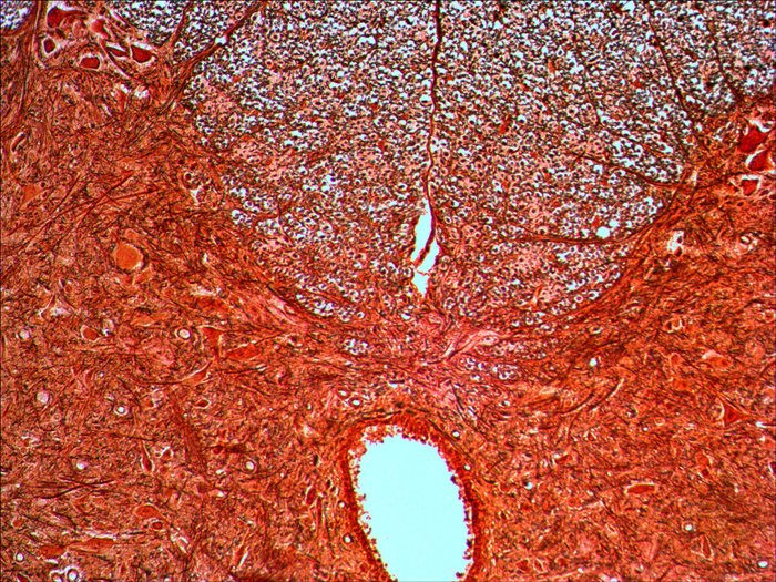 EAN 611901511078 - Levenhuk N20 NG Vidrio Portaobjetos de microscopio imagen 4