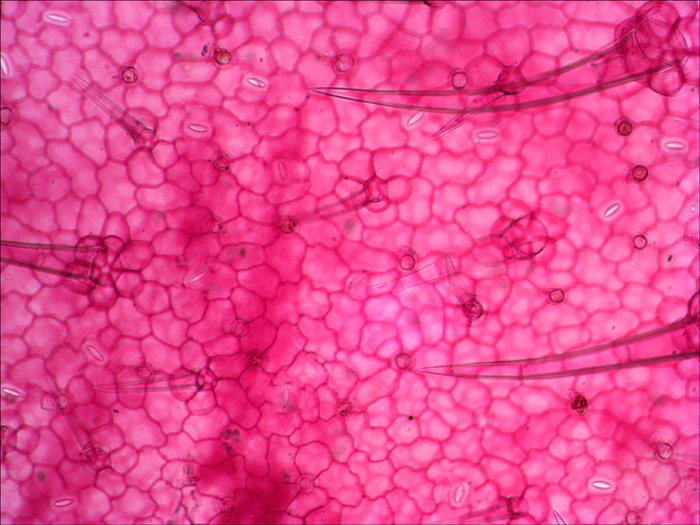 EAN 0611901511085 - Levenhuk N38 NG Vidrio Portaobjetos de microscopio imagen 10