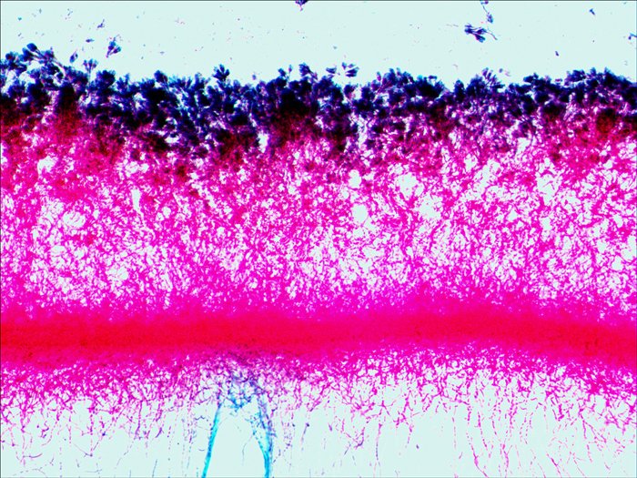 Levenhuk N38 Ng Vidrio Portaobjetos De Microscopio