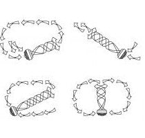 Segula 50411 Bombilla Led Nevera Curvada E14 2,2 W (9 W) 85 Lm 1.900 K