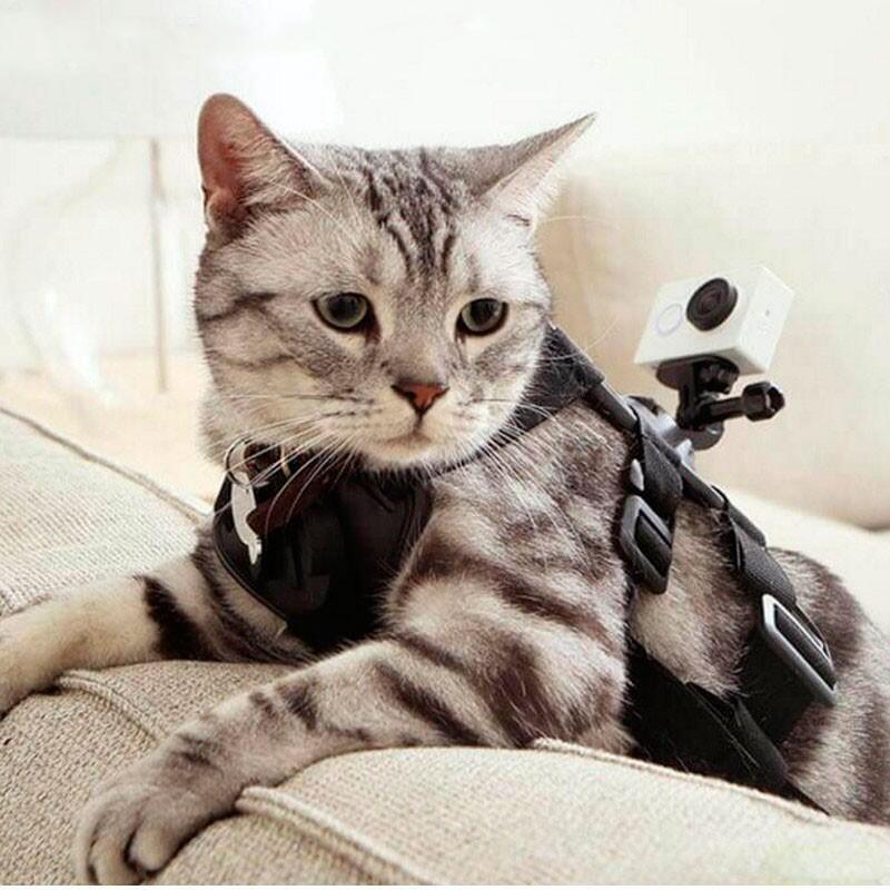 Arnés Para Mascotas Yi Action Camera - Pequeño