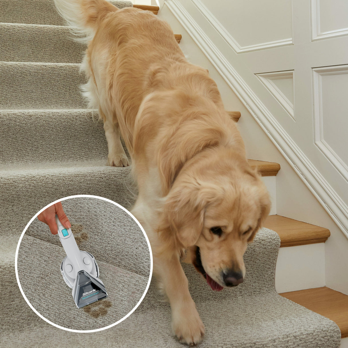 Shark Style Iq Px200eut Máquina De Limpieza De Alfombras De Mano Profundo / Interina Blanco