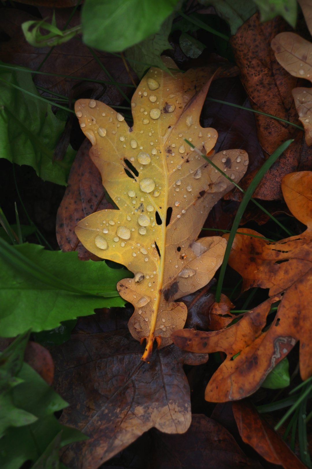 Canon Eos R50 Wh + Rf-S 18-45mm F4.5-6.3 Is Stm (Sip)