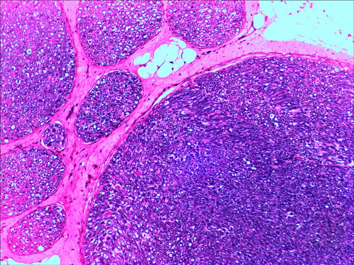 EAN 611901511078 - Levenhuk N20 NG Vidrio Portaobjetos de microscopio imagen 3