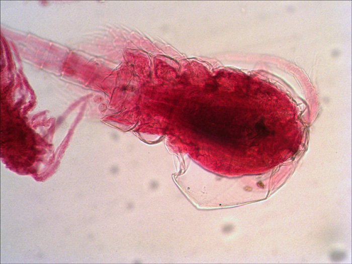 EAN 0611901511085 - Levenhuk N38 NG Vidrio Portaobjetos de microscopio imagen 2