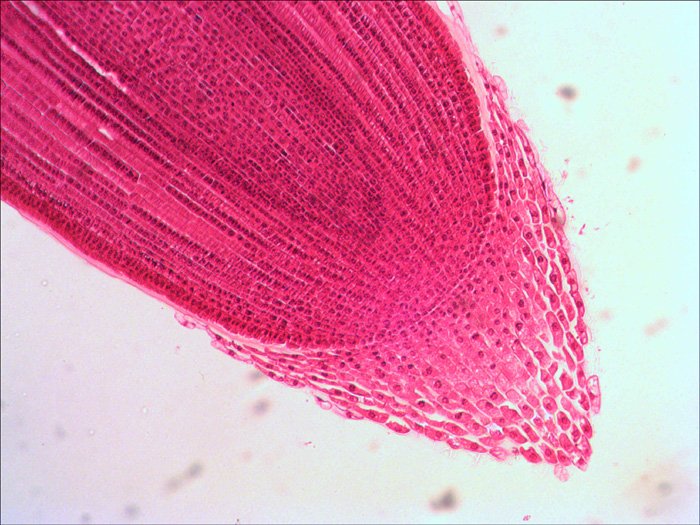 EAN 0611901511085 - Levenhuk N38 NG Vidrio Portaobjetos de microscopio imagen 7