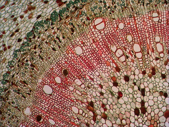 EAN 0611901511085 - Levenhuk N38 NG Vidrio Portaobjetos de microscopio imagen 8