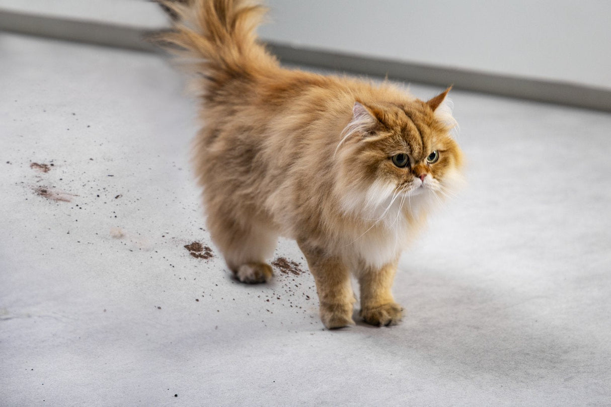 Aspirador Escoba Con Batería Rowenta X Clean 4 Gz5035 Autonomía 50 Min