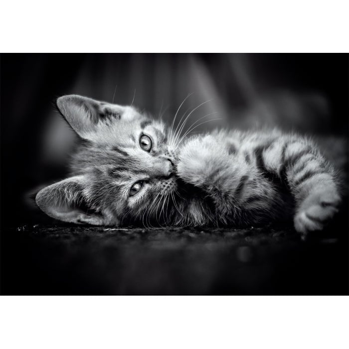 EAN 8005125399505 - Clementoni High Quality Collection 39950 puzzle Puzzle rompecabezas 1000 pieza(s) Animales imagen 2