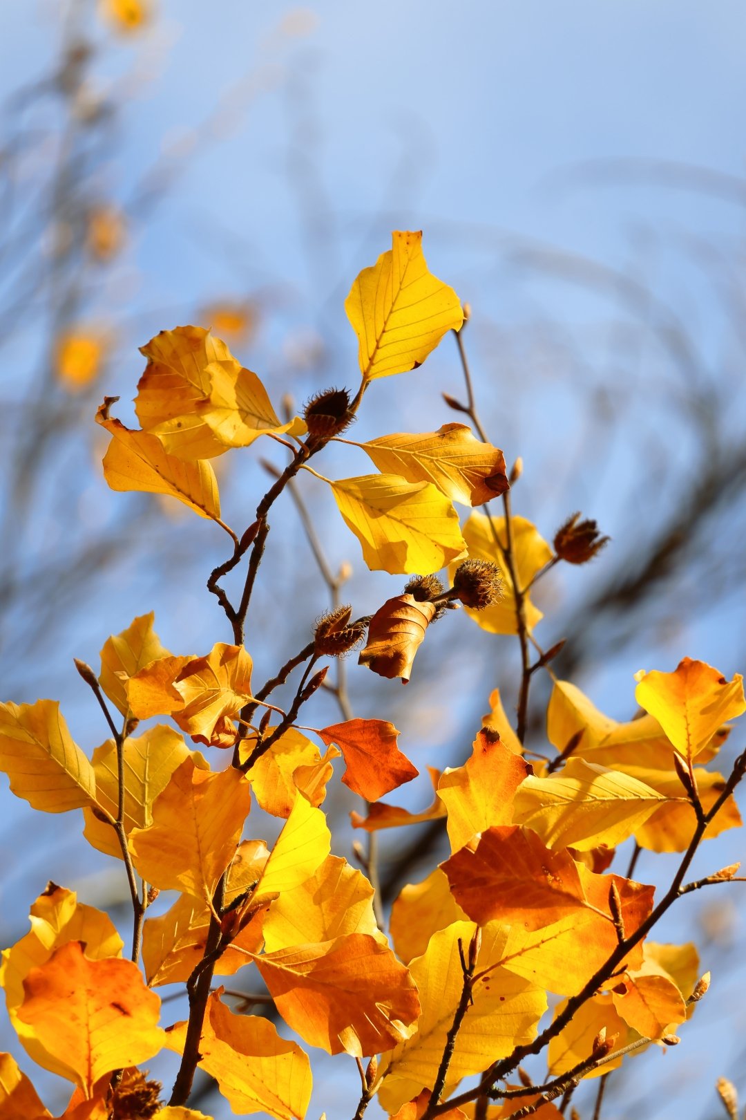 Canon Eos R50 + Rf-S 18-45mm F4.5-6.3 Is Stm (Sip)