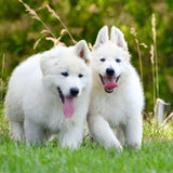 Champu Para Mascotas Gill'S Pelo Blanco 200ml