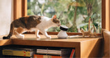 Petlibro Scout Smart Ai Camera