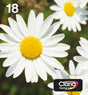 EAN 8715946638850 - Epson Daisy C13T18064511 cartucho de tinta 1 pieza(s) Original Rendimiento estándar Negro, Cian, Magenta, imagen 1