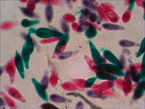 Levenhuk N18 Ng Preparatenset Vidrio Portaobjetos De Microscopio