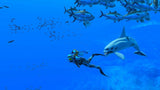 Nintendo Endless Ocean Luminous, Juego De Nintendo Switch 10013857