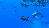 Switch Endless Ocean Luminous