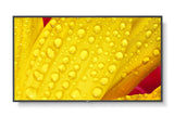M501-2, 50" M-Series, Lfd,  Uhd 3840x2160, 500cd/M2,