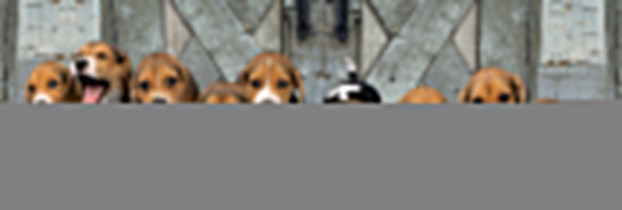 Puzzle 1000 El Panorama Hq  Beagles