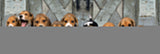 Puzzle 1000 El Panorama Hq  Beagles