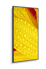 M501-2, 50" M-Series, Lfd,  Uhd 3840x2160, 500cd/M2,