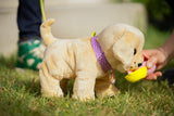 Zapf Creation Baby Born Mein Hund Lucky Con Box 842133