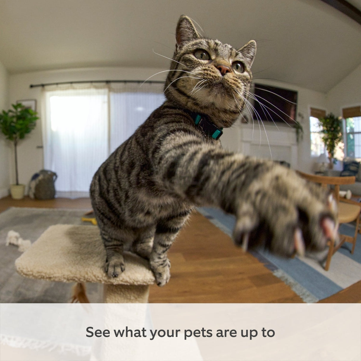 Ring Indoor Cam Cámara De Vigilancia De Red Panorámico / Inclinación En Interior Color (Día Y Noche) 1920 X 1080 1080p Audio Inalámbrico Wi-Fi