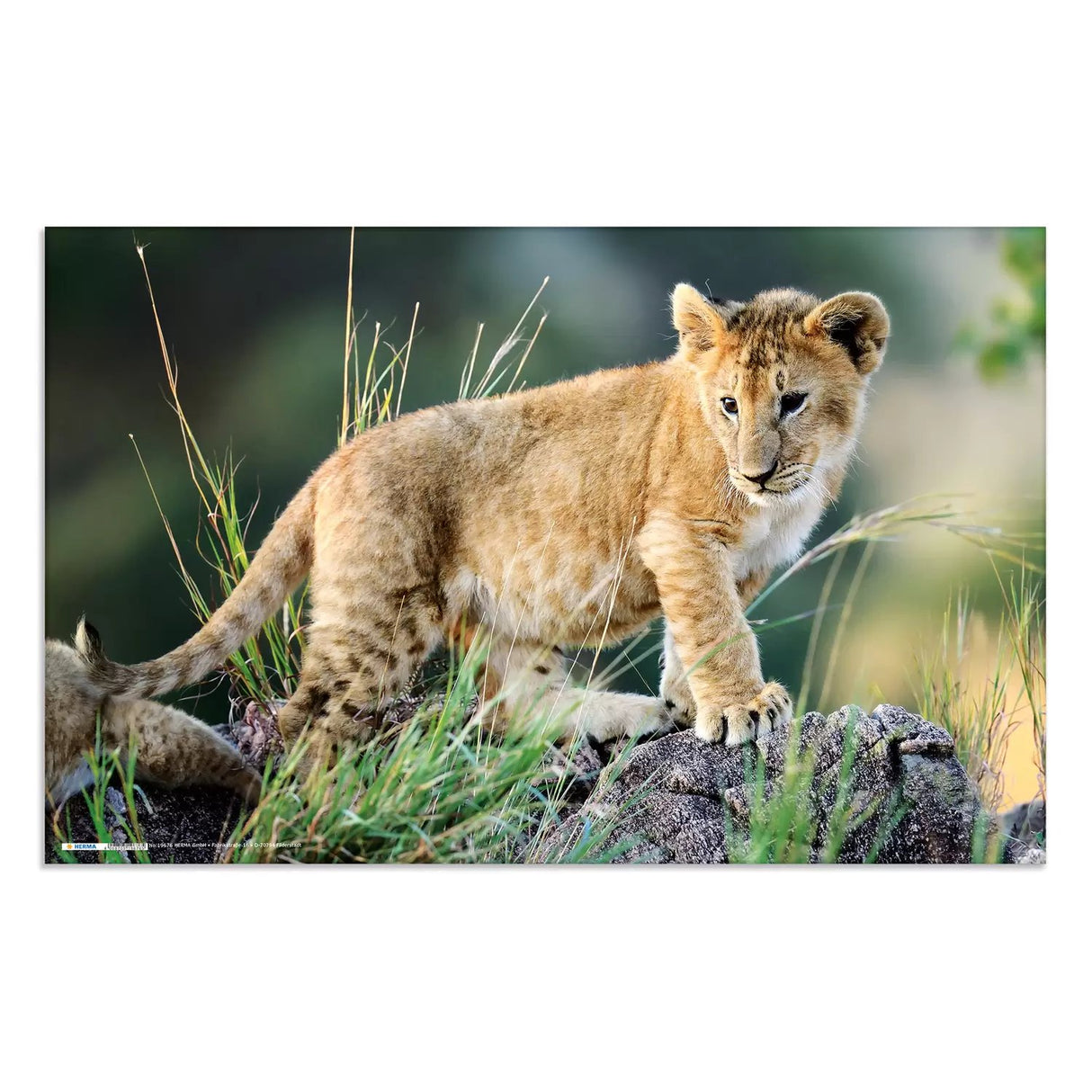 EAN 4008705936347 - HERMA Schreibunterlage Afrika Tiere protector de escritorio Cartón Multicolor imagen 3