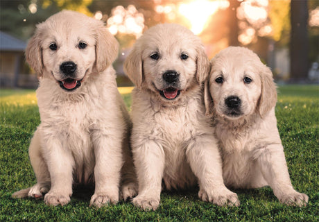 EAN 8005125248209 - Clementoni 24820 puzzle imagen 3