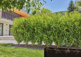 Gardena Kit De Riego Por Goteo Micro-Drip-System  50 Metros, Goteros (Negro, Modelo 2023, Sobre Y Bajo Tierra) 13501-20