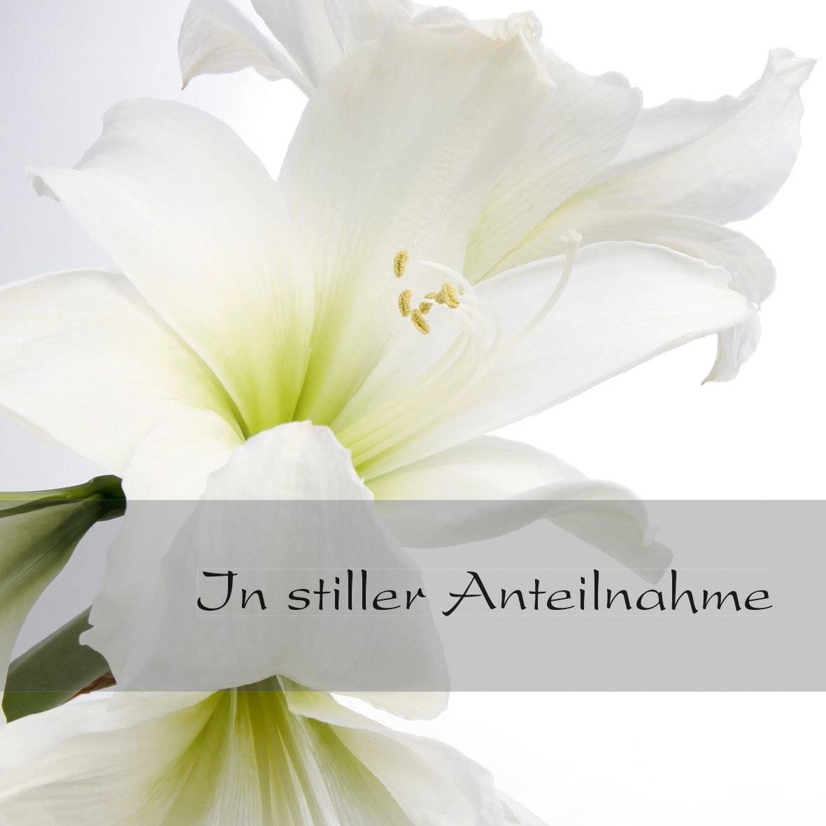 Sigel Trauerkarten Blanco Amaryllis Din A6