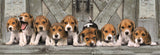 Puzzle Panorama Beagles High Quality 1000pzs