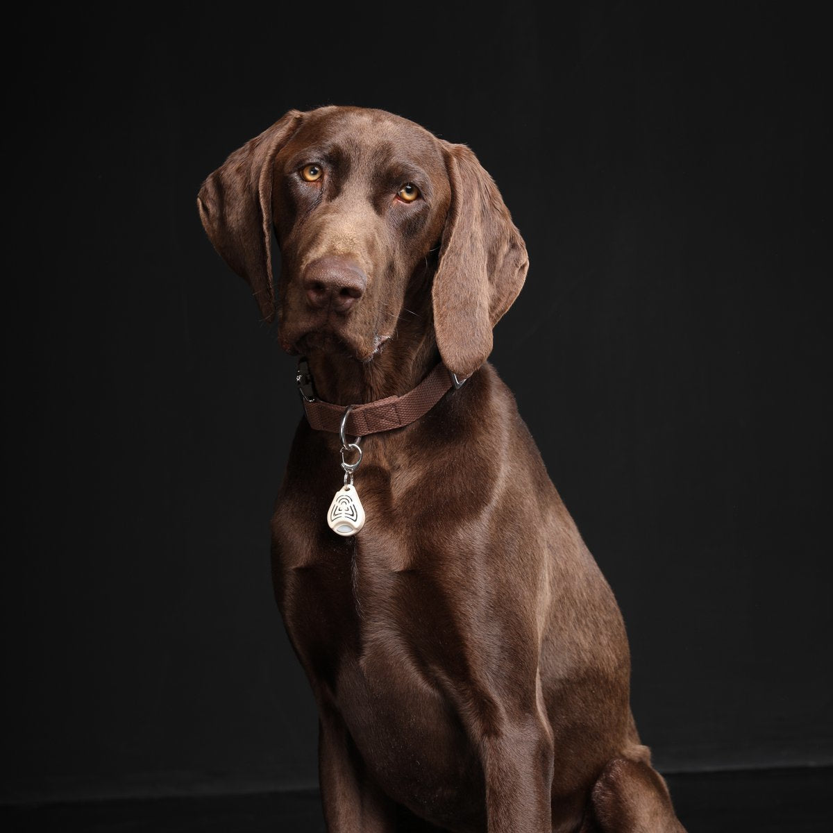 Tickless Pet Repelente Ultrasónico De Garrapatas