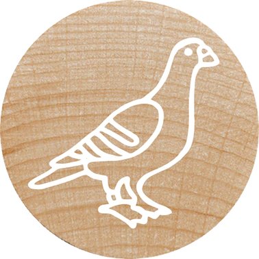 Colop Woodies Mempel-Set "Exotic Animation" Retail