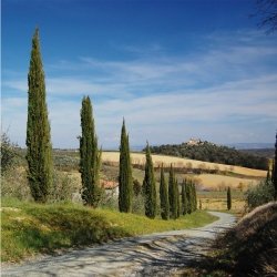 Walimex 19954 Filtro De Lente De Cámara Filtro Polarizador 6,7 Cm