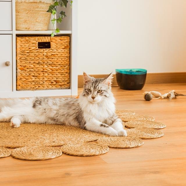 Cecotec Pumba 2200 Refresh