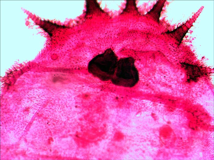 Levenhuk N20 Ng Vidrio Portaobjetos De Microscopio