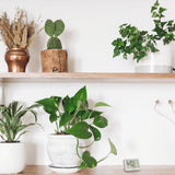 Tfa-Dostmann 30.5055.02 Sensor De Temperatura Y Humedad Interior Independiente Inalámbrico