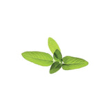 Click & Grow Smart Garden Refill Sage 3pcs