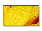 Monitor Nec - 43' Ultra High Definition Commercial Display