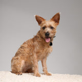 Tickless Pet Repelente Ultrasónico De Garrapatas