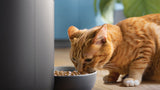 Philips 5000 Series Smart Feeder Paw5320 02, Black
