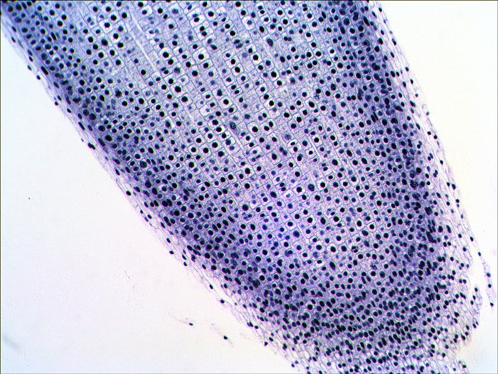 EAN 611901511078 - Levenhuk N20 NG Vidrio Portaobjetos de microscopio imagen 7