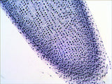 EAN 611901511078 - Levenhuk N20 NG Vidrio Portaobjetos de microscopio imagen 7